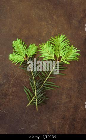 Due ramoscelli di abete o albero di Abies alba d'argento che mostrano gli anni precedenti aghi verde scuro e questo molle aghi verde chiaro Foto Stock