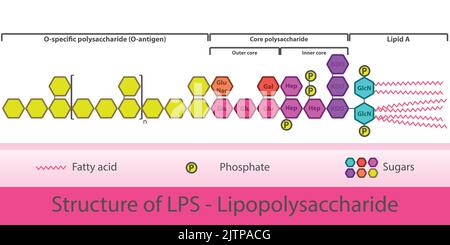 Diagramma di Strcuture LPS - illustrazione schematica della molecola di lipopolisaccaride della membrana cellulare di batteri gram negativi. Illustrazione Vettoriale