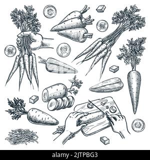 Fattoria carota fresca, isolato su sfondo bianco. Disegno dell'illustrazione vettoriale degli ortaggi. Carota tagliata sul tagliere, insalata vegetariana ingrediente. Mano Illustrazione Vettoriale