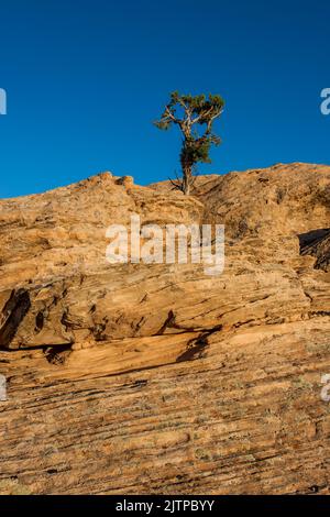 Un albero di Juniper dello Utah solico che cresce da una crepa nell'arenaria vicino a Moab, Utah. Foto Stock