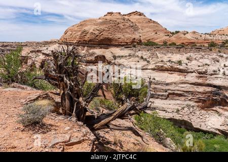 Un albero molto vecchio e ritorto di Juniper dello Utah sul bordo dello Spring Canyon nel deserto a nord di Moab, Utah. Questi alberi possono vivere fino a 1.000 anni. Foto Stock