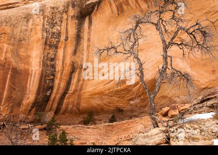 Un albero di pinyon morto di fronte ad un'alcova di arenaria con strisce di vernice desertica vicino a Moab, Utah. Foto Stock