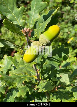 ACORNS su quercia inglese Quercus robur Foto Stock