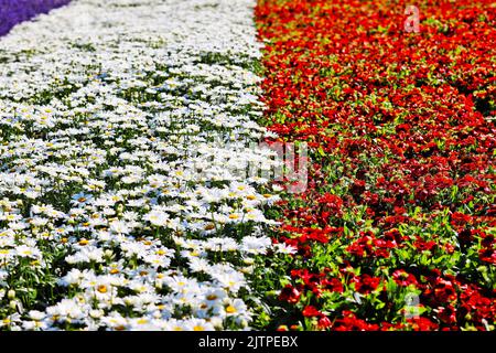 Zandvoort, Paesi Bassi. 1st settembre 2022. Circuito atmosfera - fiori. Gran Premio dei Paesi Bassi, giovedì 1st settembre 2022. Zandvoort, Paesi Bassi. Credit: James Moy/Alamy Live News Foto Stock