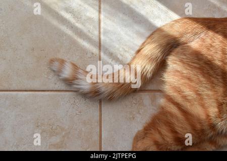 Zenzero gatto coda sul pavimento. Felice gatto tabby che si posa sul pavimento a casa. Foto Stock