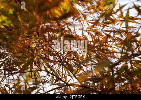 Acer palmatum 'Ocurayama'. Acero amur, acero a luna piena giapponese, Corea del Sud del Giappone. Acer albero, Gardeners Dream Acer Orange Red Dream deciduous Foto Stock