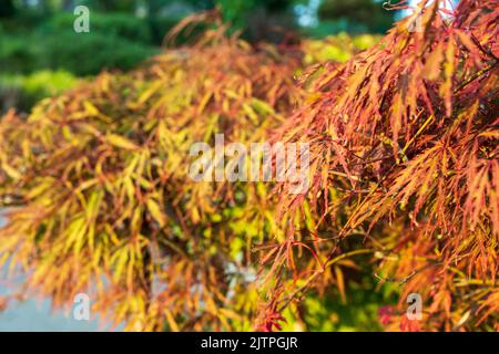 Acer palmatum 'Ocurayama'. Acero amur, acero a luna piena giapponese, Corea del Sud del Giappone. Acer albero, Gardeners Dream Acer Orange Red Dream deciduous Foto Stock