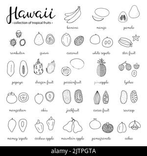 I frutti tropicali disegnati a mano delle Hawaii sono isolati su sfondo bianco. Illustrazione Vettoriale