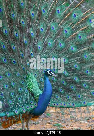 Peacock incandescente; pavone blu; pavone scintillante; danza di pavone; pavone danzante; danza peafowl; visualizzazione di uccelli Foto Stock