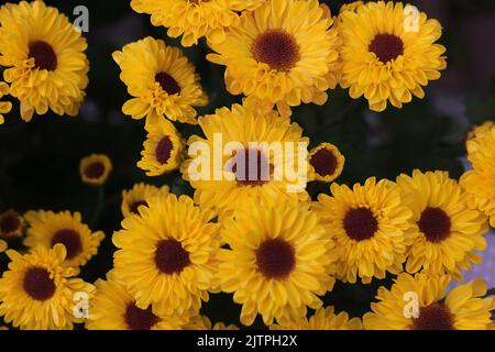 Bella vista dall'alto di molti girasoli che crescono nei campi. Foto Stock