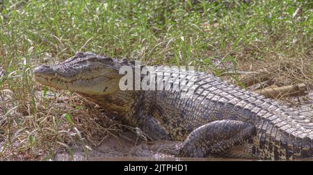 Coccodrillo; primo piano di un coccodrillo; mascelle di coccodrillo; coccodrillo con la bocca aperta crogiolandosi al sole; coccodrillo di acqua salata dal fiume Nilwala Foto Stock