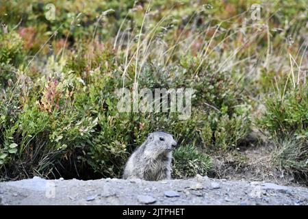 Groundhog nel mezzo di mirtilli - la Rosière - Savoia - Francia Foto Stock