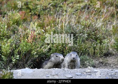 Groundhog nel mezzo di mirtilli - la Rosière - Savoia - Francia Foto Stock