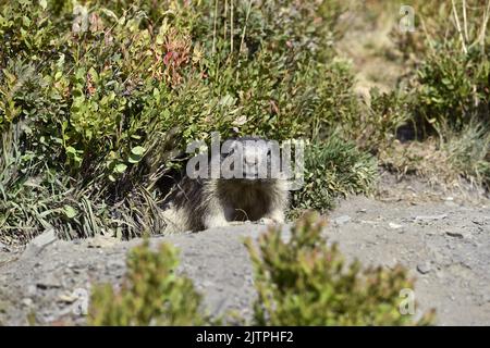 Groundhog nel mezzo di mirtilli - la Rosière - Savoia - Francia Foto Stock