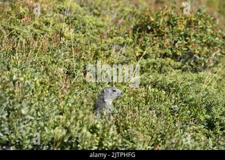 Groundhog nel mezzo di mirtilli - la Rosière - Savoia - Francia Foto Stock