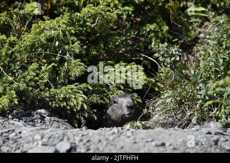 Groundhog nel mezzo di mirtilli - la Rosière - Savoia - Francia Foto Stock