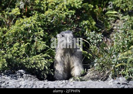 Groundhog nel mezzo di mirtilli - la Rosière - Savoia - Francia Foto Stock