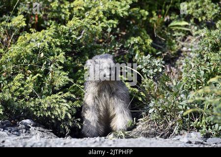 Groundhog nel mezzo di mirtilli - la Rosière - Savoia - Francia Foto Stock