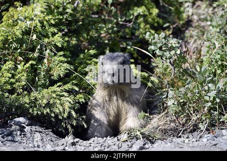 Groundhog nel mezzo di mirtilli - la Rosière - Savoia - Francia Foto Stock