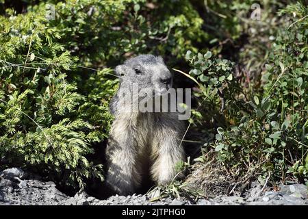 Groundhog nel mezzo di mirtilli - la Rosière - Savoia - Francia Foto Stock