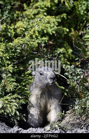 Groundhog nel mezzo di mirtilli - la Rosière - Savoia - Francia Foto Stock