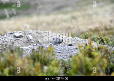 Groundhog nel mezzo di mirtilli - la Rosière - Savoia - Francia Foto Stock