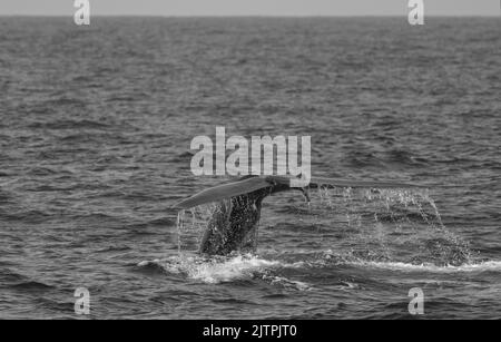 Balena bianca e nera; balena in bianco e nero; balena monocromatica; balena fluente; Balena blu che mostra il suo trematode poco prima di fare un'immersione profonda; racconto di balena blu Foto Stock