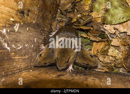 Topo a collo giallo (Apodemus flavicollis) tre giovani in scatola nido. Herefordshire Inghilterra Regno Unito. Luglio 2022 Foto Stock