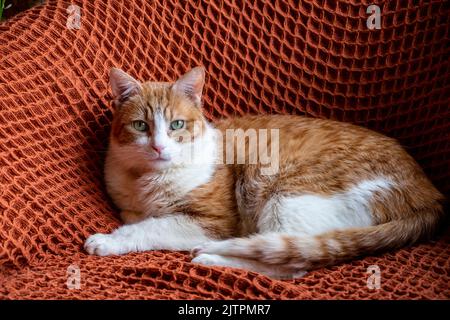 Adottato zenzero e gatto bianco tom con occhi verdi seduti sul tappeto arancione sulla sedia Foto Stock