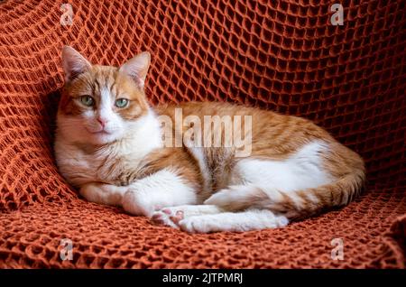 Adottato zenzero e gatto bianco tom con occhi verdi seduti sul tappeto arancione sulla sedia Foto Stock