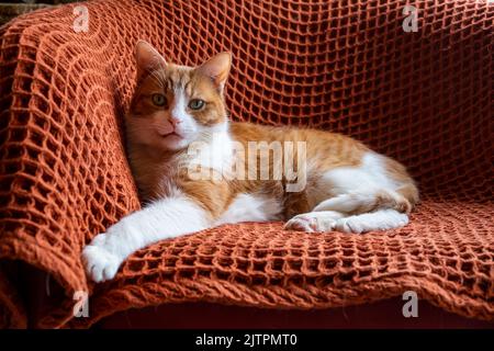 Adottato zenzero e gatto bianco tom con occhi verdi seduti sul tappeto arancione sulla sedia Foto Stock