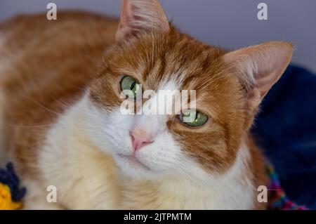 Adottato zenzero e gatto bianco tom con occhi verdi seduti sul tappeto arancione sulla sedia Foto Stock