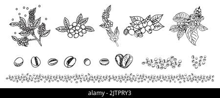 I rami e i chicchi di caffè abbozzano lo stile. Design di linea. Disegno botanico, schizzo. Set disegnato a mano di rami di caffè con foglie, fiori e ri Illustrazione Vettoriale