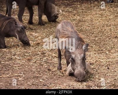 Warthog comune, phacochoerus africanus, mangiare in terra Foto Stock