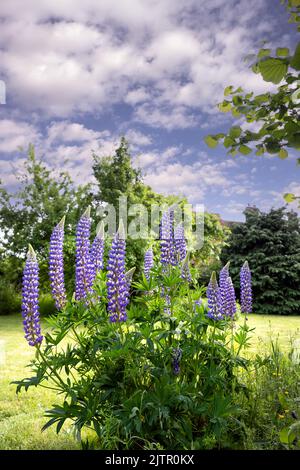 Lupino blu e bianco o lupinus polyphyllus in un giardino in primavera Foto Stock