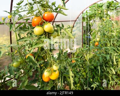 mazzetti di pomodori maturi su cespugli in policarbonato serra nella soleggiata serata estiva Foto Stock