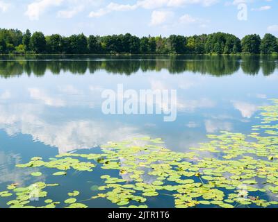 Vista del lago forestale con gigli d'acqua vicino al monastero di Raifa Bogoroditsky, Russia in un giorno estivo calmo e soleggiato Foto Stock