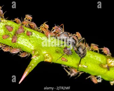 Afidi o pidocchi di pianta sono insetti piccoli che alimentano su linfa di pianta, la superfamiglia di afidid, o Aphidoidea. Foto Stock