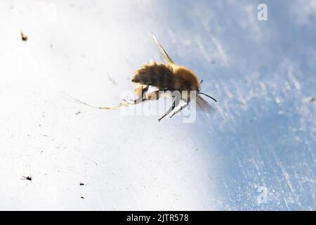 Comune ape cardatrice intrappolata in ragnatela e lottando per liberarsi in serra - regno unito Foto Stock