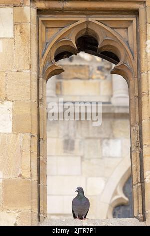 Feral Pigeon (Columba livia) incorniciato ad arco di apertura Cattedrale di Norwich GB Regno Unito 2022 luglio Foto Stock