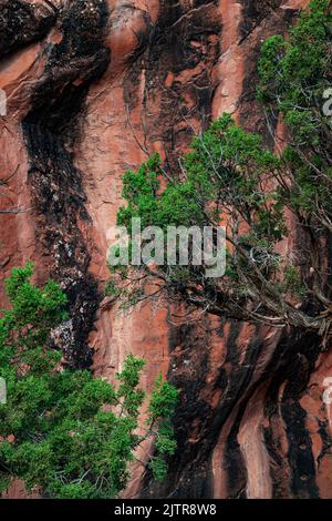 La vernice del deserto e il fogliame degli alberi contrastano con le scogliere di roccia rossa, l'Arches National Park, la Grand County, Utah Foto Stock
