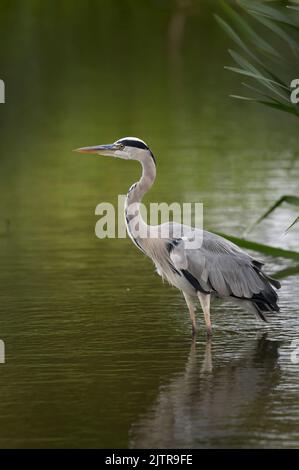 Airone grigio che riposa dopo aver volato intorno alla ricerca di cibo Foto Stock