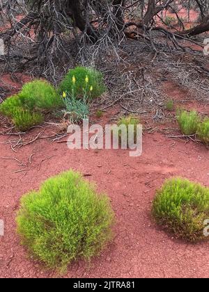 Ephedra e Prince's Plume crescono sul piano dei dessert di fronte allo Utah Juniper, al Canyonlands National Park, alla contea di San Juan, Utah Foto Stock