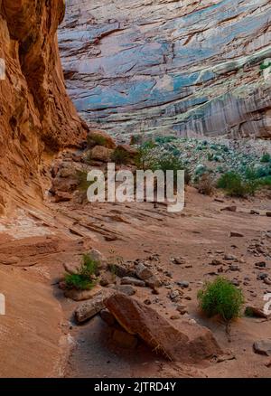 Arenaria rossa/arancione Entrada contrasta con la flora desertica e la vernice desertica sulle pareti del canyon, il Capitol Reef National Park, Wayne County, Utah Foto Stock