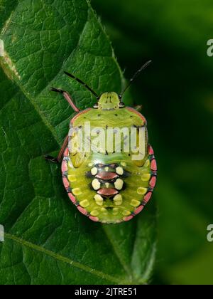 Uno scudo Verde Meridionale (Nezara viridula) seduto su una foglia, quinto instar Foto Stock