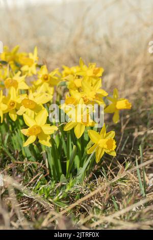 Gruppo di fiori di narciso gialli e selvaggi. Foto Stock