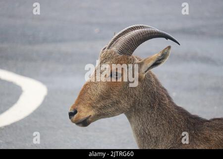 Nilgiri Tahr dei Ghati occidentali Foto Stock