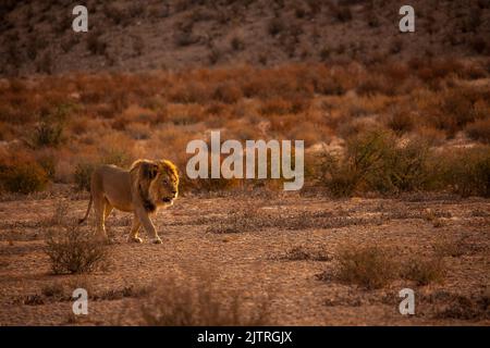 Leone maschio (Panthera leo) pattugliando il suo territorio nel Parco Nazionale Trans Frontier di Kgalagadi, Africa Meridionale Foto Stock