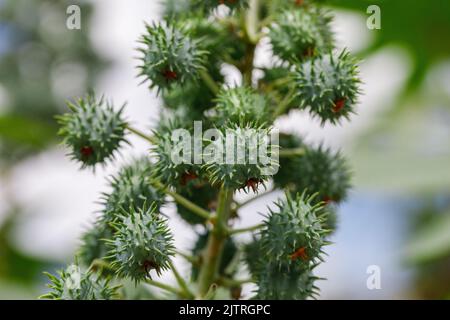 Il Ricinus communis, la pianta del fagiolo di ricino o dell'olio di ricino, è una specie di pianta fiorita perenne della famiglia delle Euphorbiaceae. Foto Stock