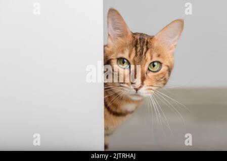 Un gatto rosso con occhi verdi sbirciano attraverso la porta aperta. Spazio di copia. Foto Stock